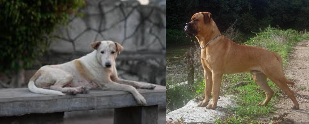 Bullmastiff vs Askal - Breed Comparison