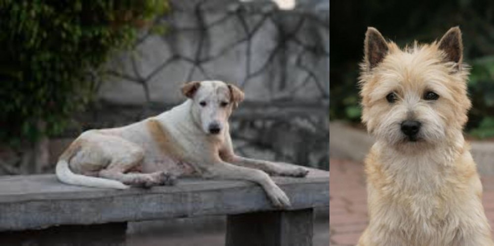 Cairn Terrier vs Askal - Breed Comparison