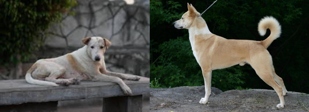 Canaan Dog vs Askal - Breed Comparison