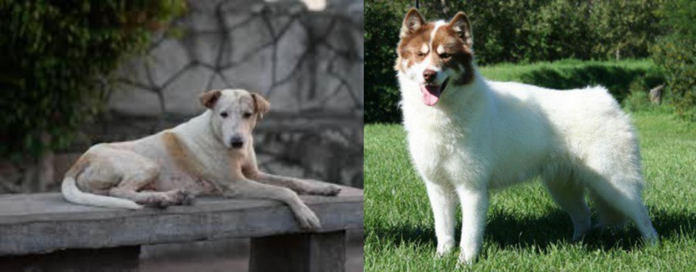 Canadian Eskimo Dog vs Askal - Breed Comparison