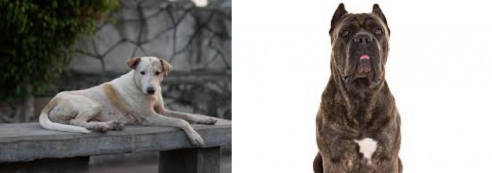 Cane Corso vs Askal - Breed Comparison