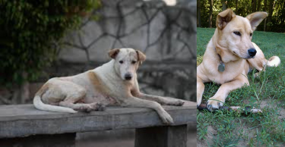 Carolina Dog vs Askal - Breed Comparison
