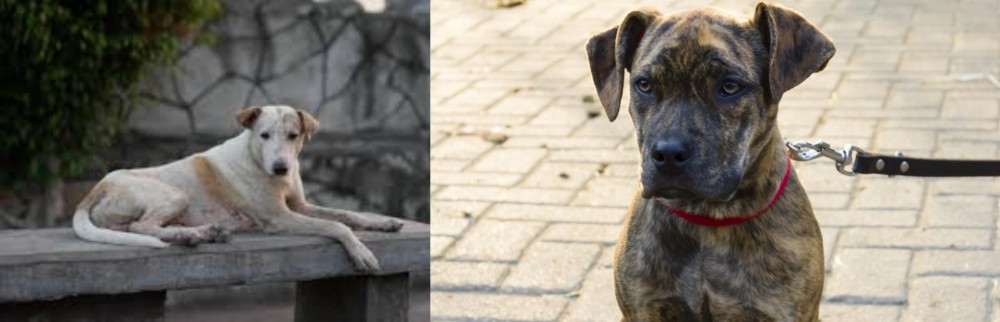 Catahoula Bulldog vs Askal - Breed Comparison