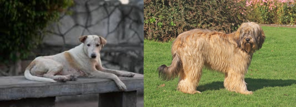 Catalan Sheepdog vs Askal - Breed Comparison