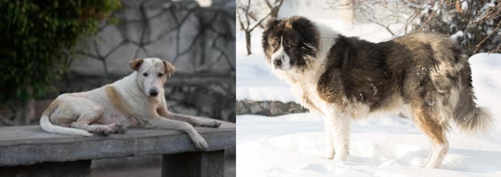 Caucasian Shepherd vs Askal - Breed Comparison