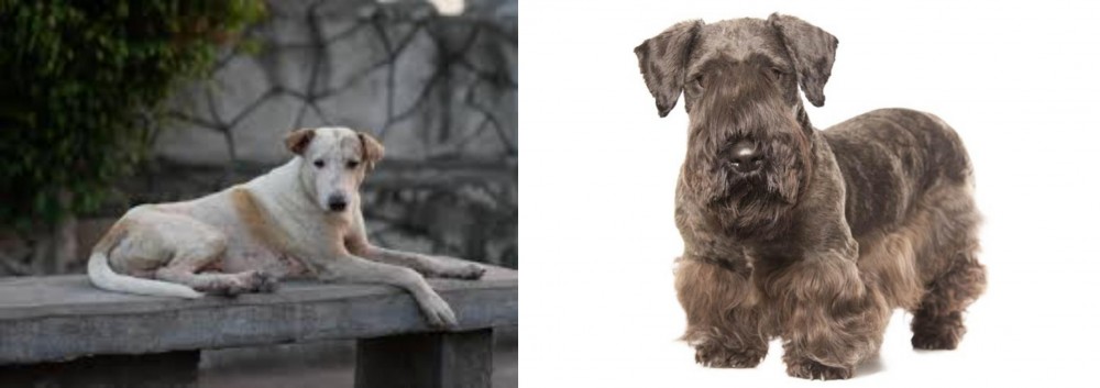 Cesky Terrier vs Askal - Breed Comparison