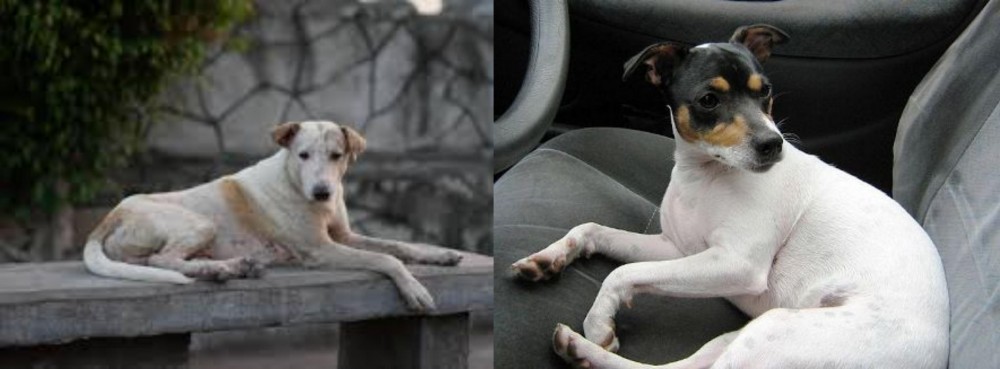 Chilean Fox Terrier vs Askal - Breed Comparison