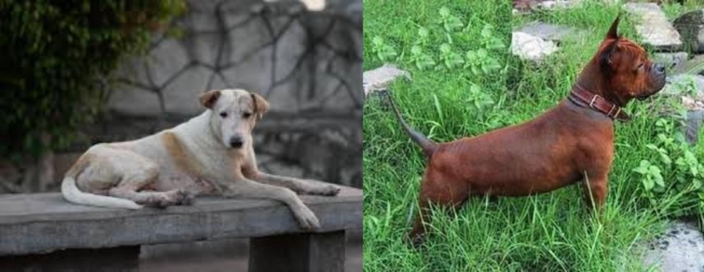 Chinese Chongqing Dog vs Askal - Breed Comparison