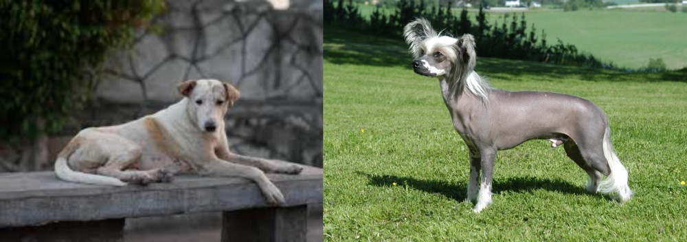 Chinese Crested Dog vs Askal - Breed Comparison