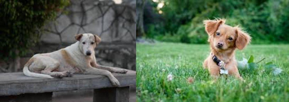 Chiweenie vs Askal - Breed Comparison