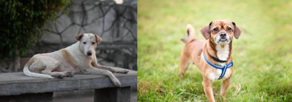 Chug vs Askal - Breed Comparison
