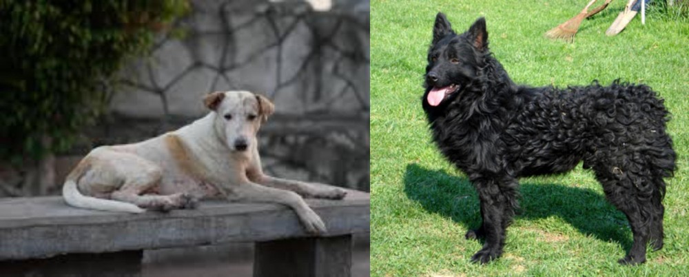 Croatian Sheepdog vs Askal - Breed Comparison