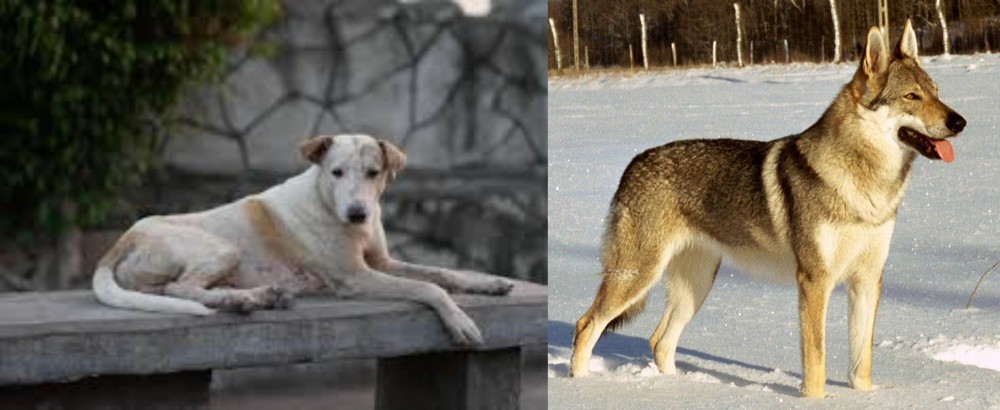 Czechoslovakian Wolfdog vs Askal - Breed Comparison
