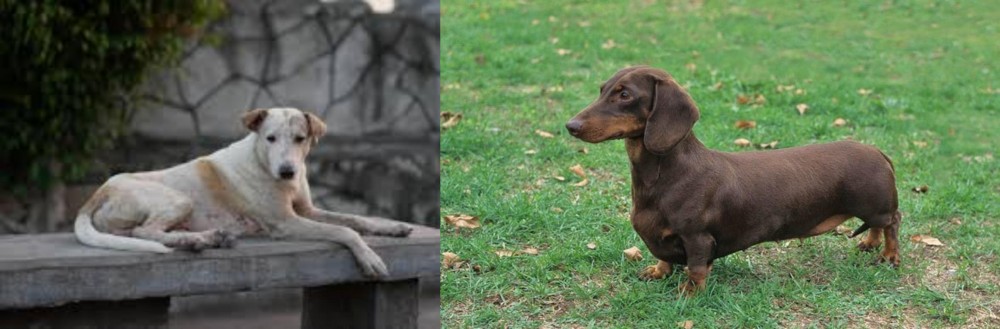 Dachshund vs Askal - Breed Comparison