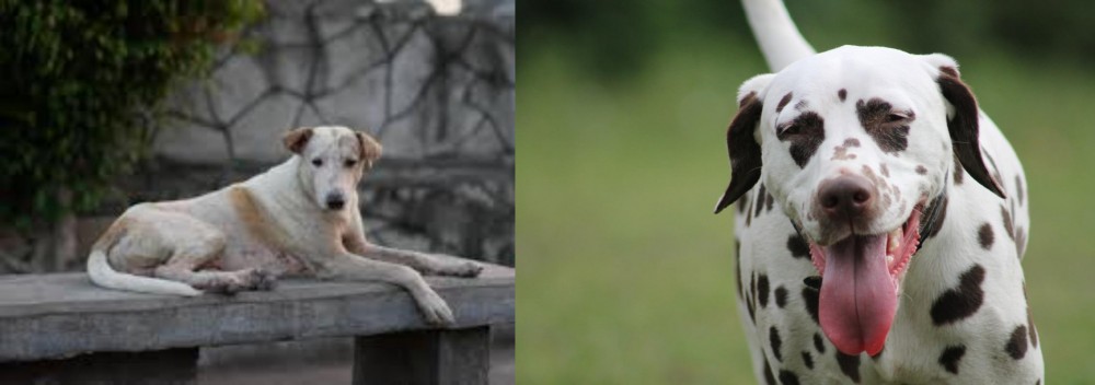 Dalmatian vs Askal - Breed Comparison