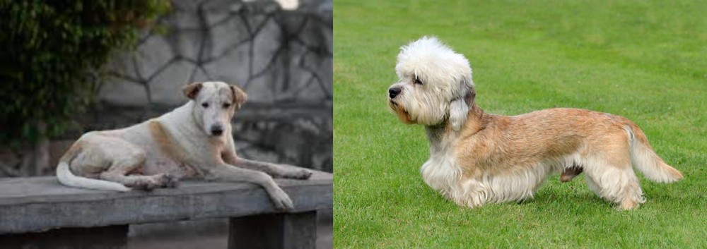 Dandie Dinmont Terrier vs Askal - Breed Comparison