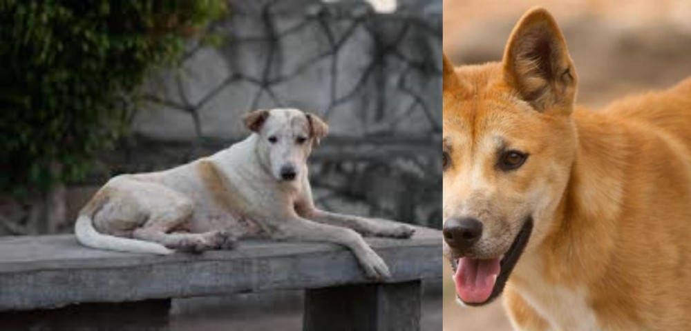 Dingo vs Askal - Breed Comparison