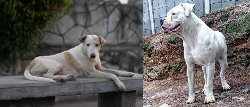 Dogo Guatemalteco vs Askal - Breed Comparison