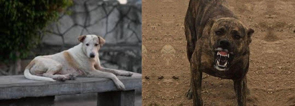 Dogo Sardesco vs Askal - Breed Comparison
