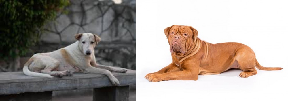 Dogue De Bordeaux vs Askal - Breed Comparison