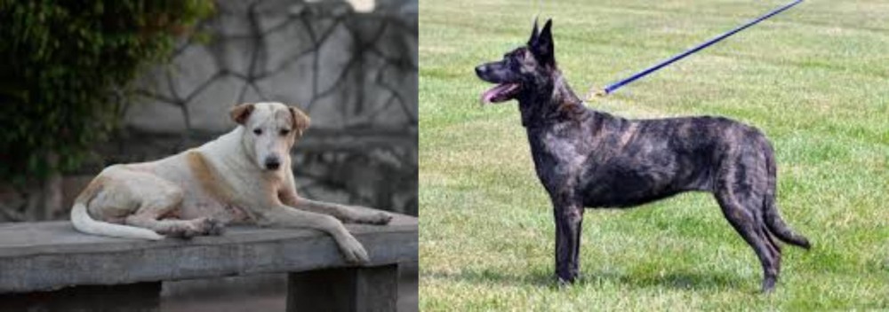 Dutch Shepherd vs Askal - Breed Comparison