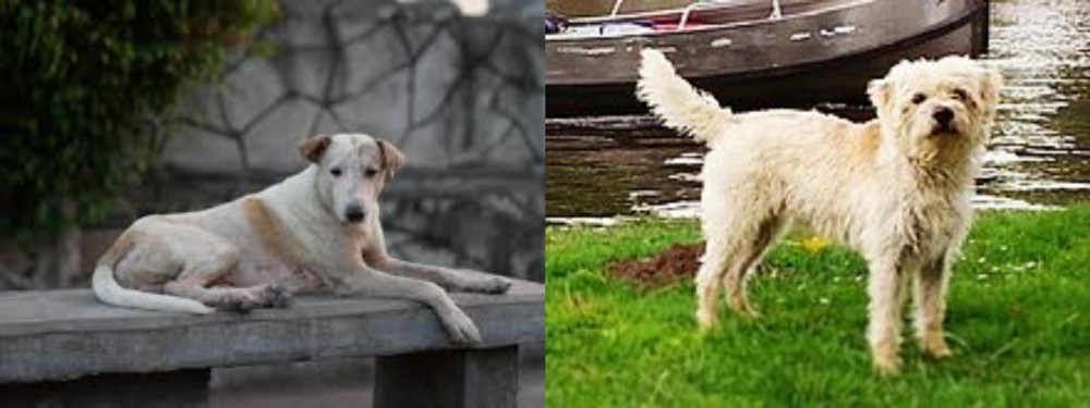 Dutch Smoushond vs Askal - Breed Comparison