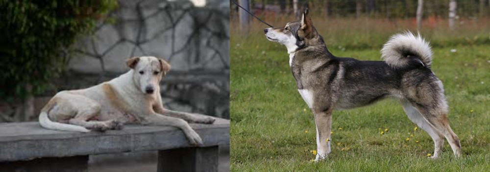 East Siberian Laika vs Askal - Breed Comparison