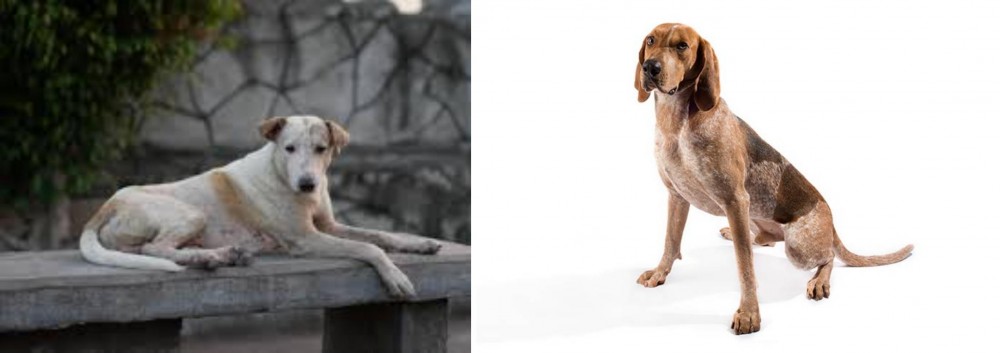 English Coonhound vs Askal - Breed Comparison