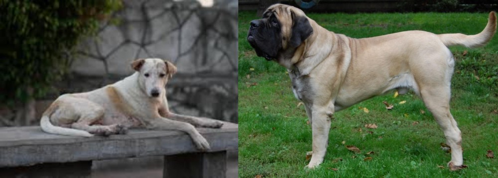 English Mastiff vs Askal - Breed Comparison