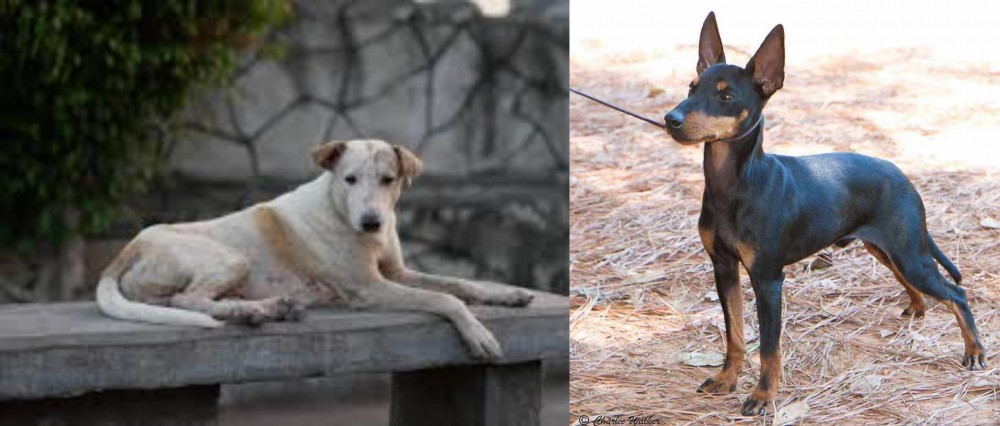 English Toy Terrier (Black & Tan) vs Askal - Breed Comparison