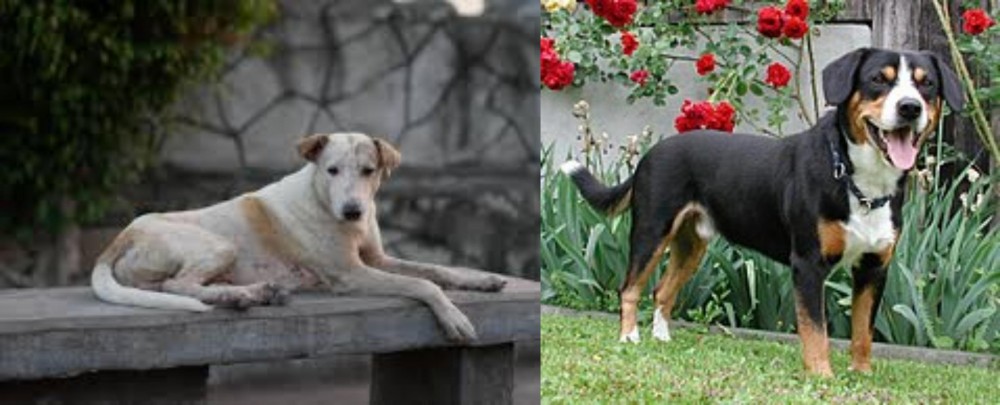 Entlebucher Mountain Dog vs Askal - Breed Comparison