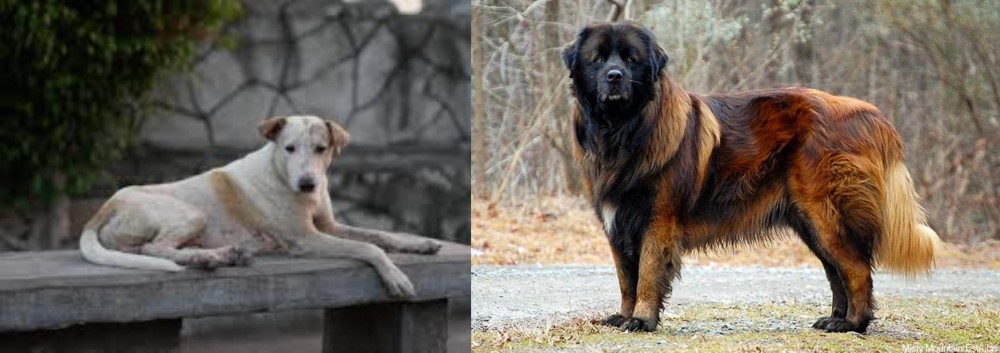 Estrela Mountain Dog vs Askal - Breed Comparison