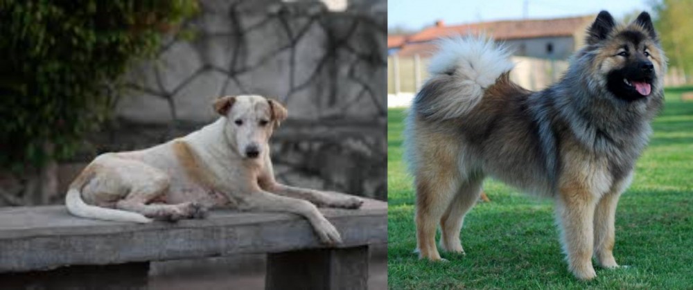 Eurasier vs Askal - Breed Comparison