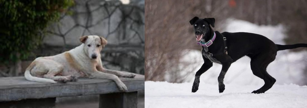 Eurohound vs Askal - Breed Comparison