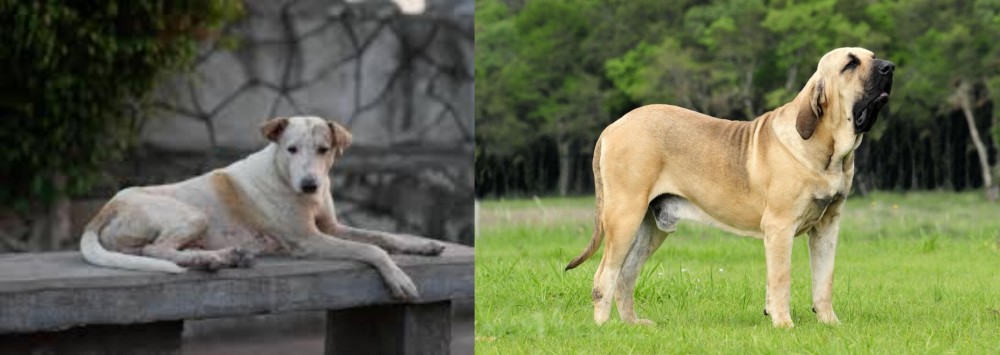Fila Brasileiro vs Askal - Breed Comparison