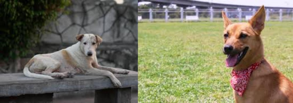 Formosan Mountain Dog vs Askal - Breed Comparison