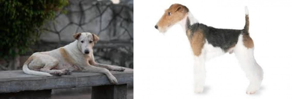 Fox Terrier vs Askal - Breed Comparison