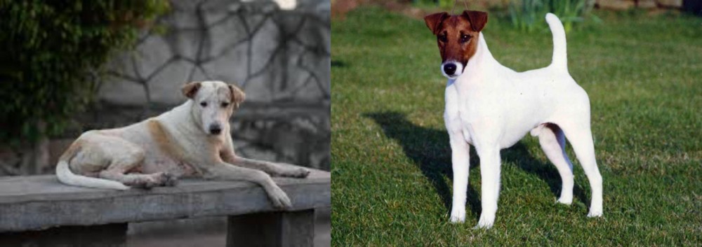 Fox Terrier (Smooth) vs Askal - Breed Comparison