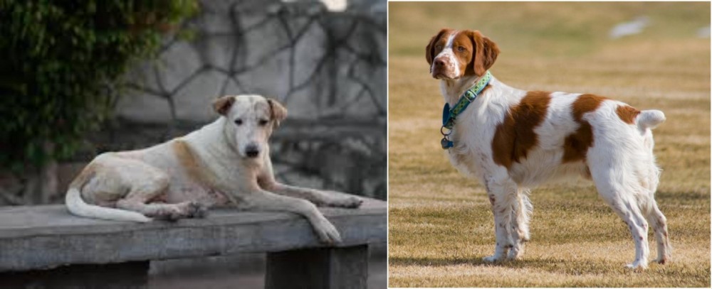 French Brittany vs Askal - Breed Comparison