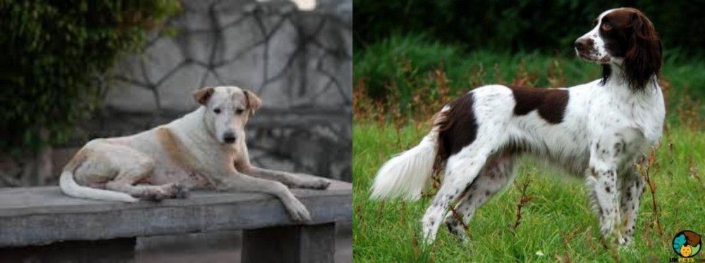 French Spaniel vs Askal - Breed Comparison
