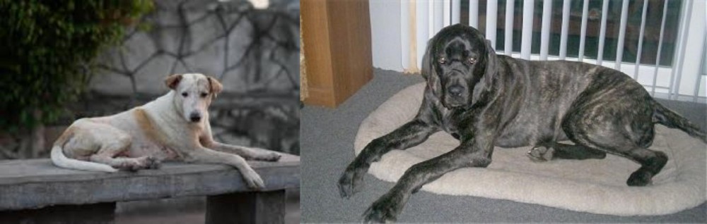 Giant Maso Mastiff vs Askal - Breed Comparison