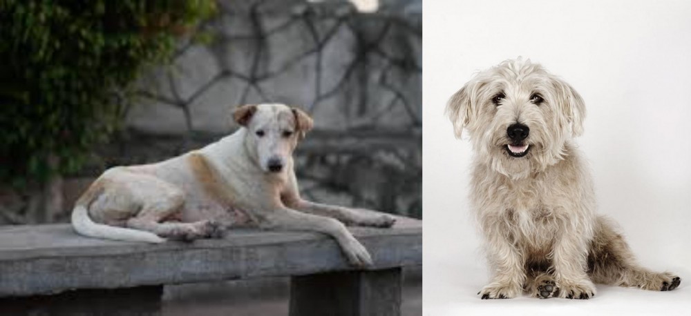 Glen of Imaal Terrier vs Askal - Breed Comparison