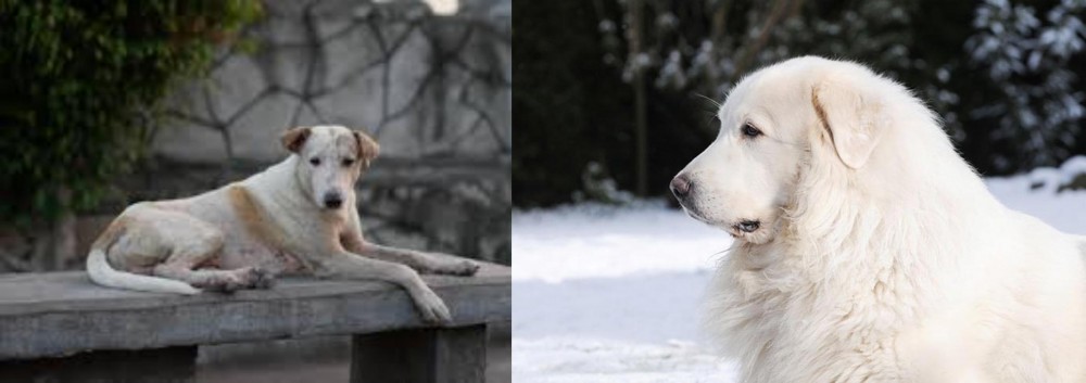 Great Pyrenees vs Askal - Breed Comparison