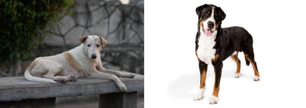 Greater Swiss Mountain Dog vs Askal - Breed Comparison