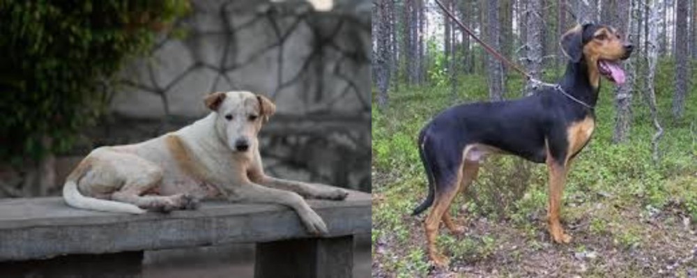 Greek Harehound vs Askal - Breed Comparison