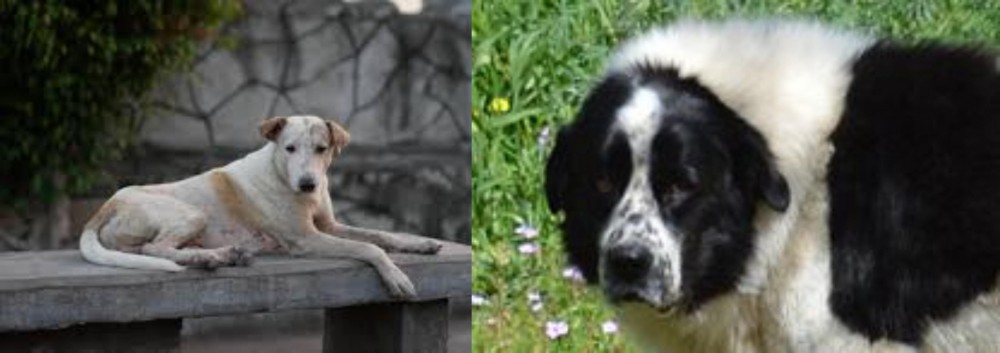 Greek Sheepdog vs Askal - Breed Comparison