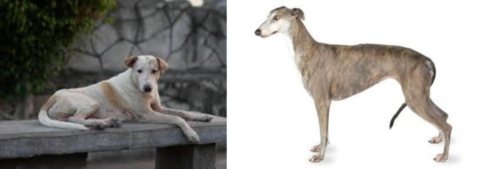 Greyhound vs Askal - Breed Comparison