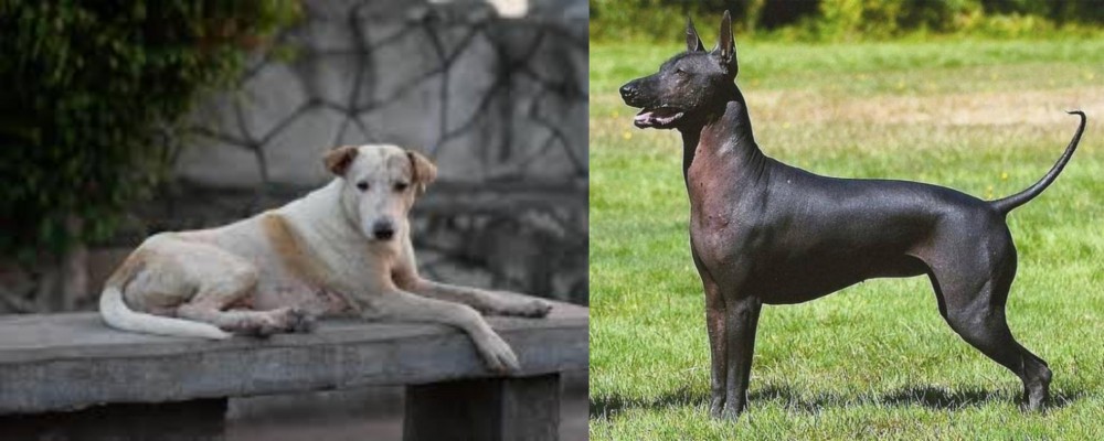Hairless Khala vs Askal - Breed Comparison