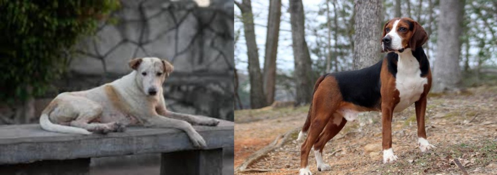Hamiltonstovare vs Askal - Breed Comparison