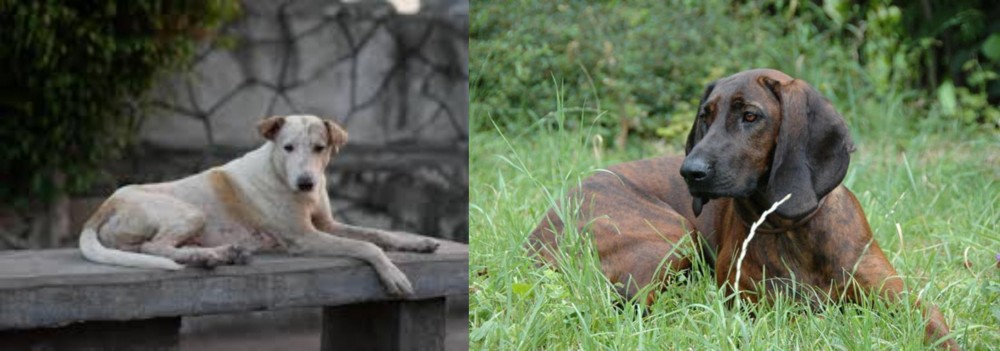 Hanover Hound vs Askal - Breed Comparison